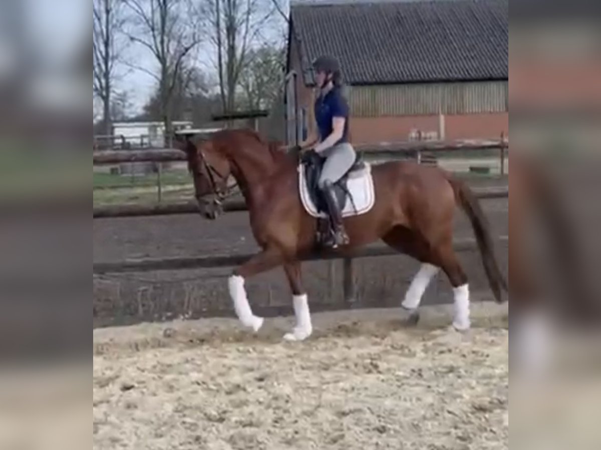 KWPN Stute 6 Jahre 166 cm Dunkelfuchs in Hamm