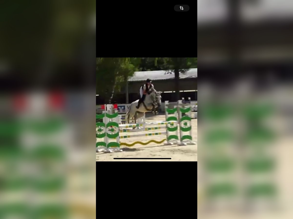 KWPN Stute 6 Jahre 166 cm Schimmel in Darmstadt
