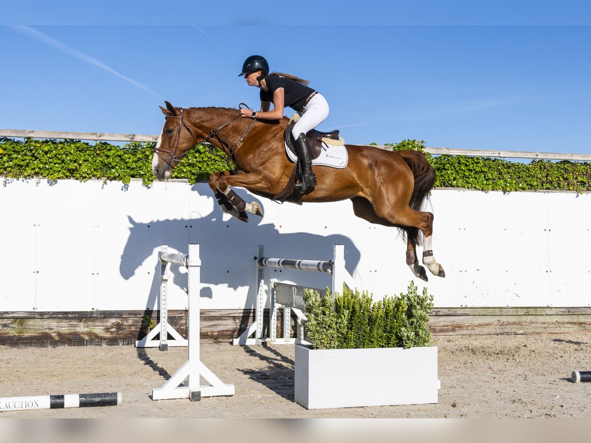KWPN Stute 6 Jahre 167 cm in Waddinxveen