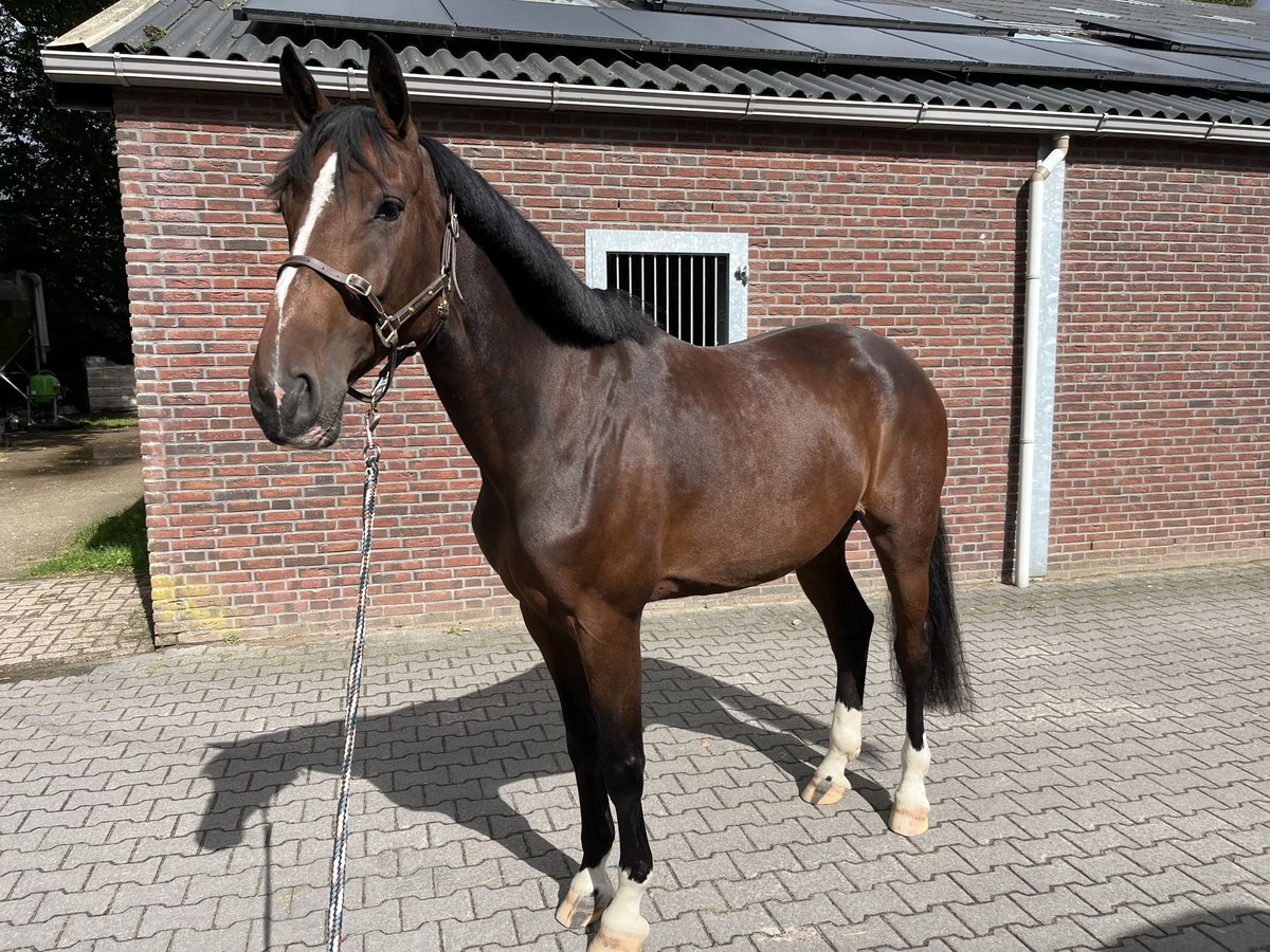 KWPN Stute 6 Jahre 167 cm in Putten