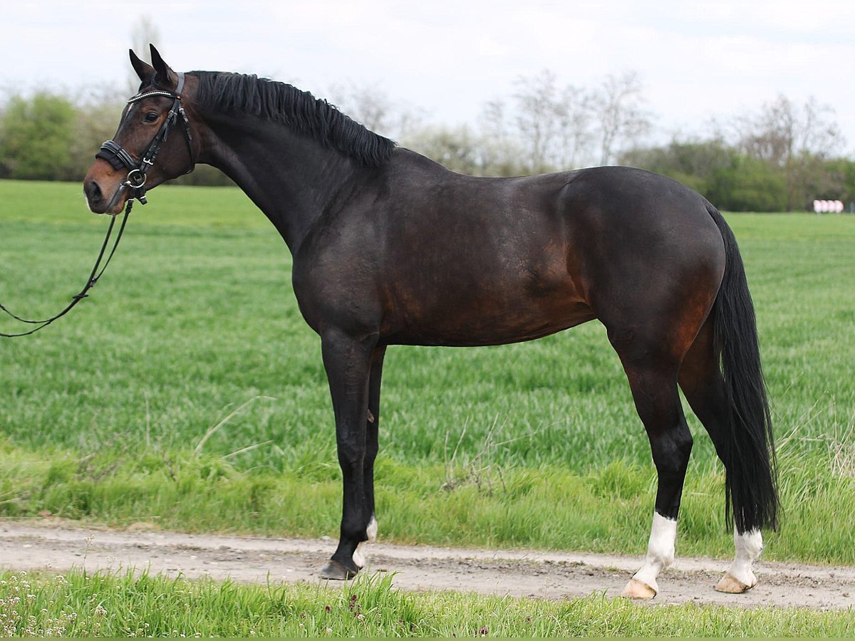 KWPN Stute 6 Jahre 168 cm Brauner in B&#xE9;k&#xE9;sszentandr&#xE1;s