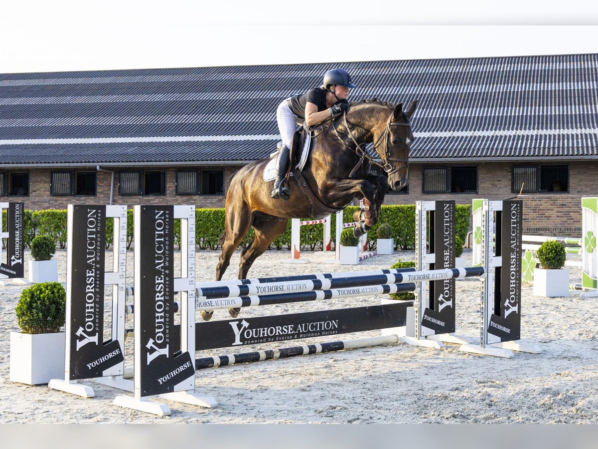 KWPN Stute 6 Jahre 168 cm Dunkelbrauner in Waddinxveen