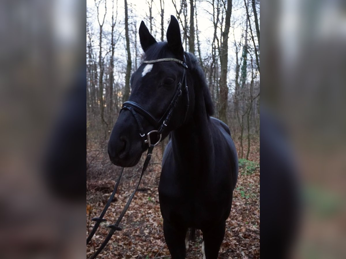 KWPN Stute 6 Jahre 168 cm Rappe in Enzesfeld