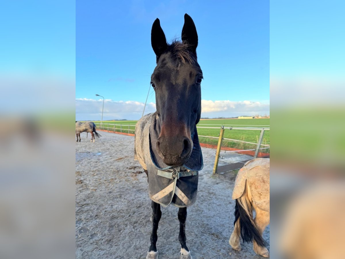 KWPN Stute 6 Jahre 168 cm Schwarzbrauner in Witmarsum