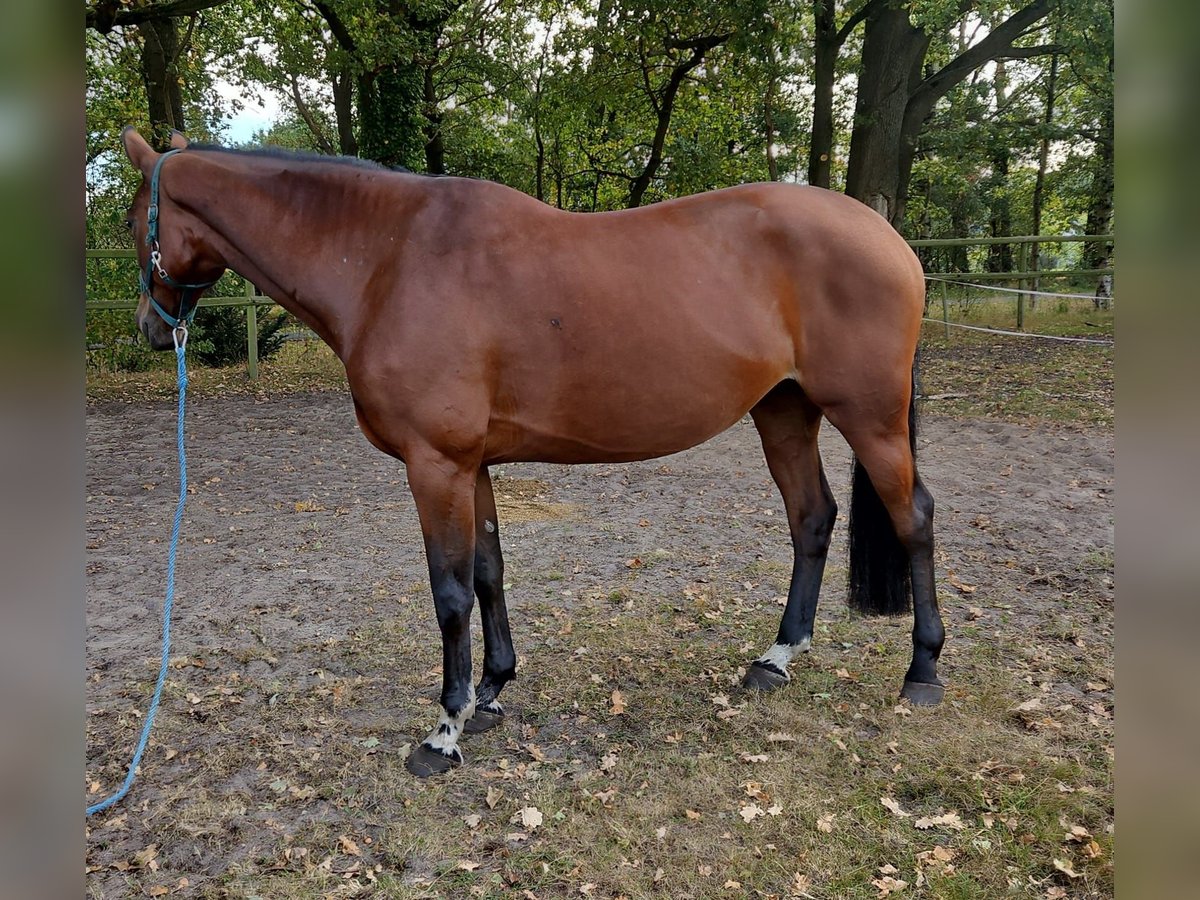 KWPN Stute 6 Jahre 170 cm Brauner in Visselh&#xF6;vede
