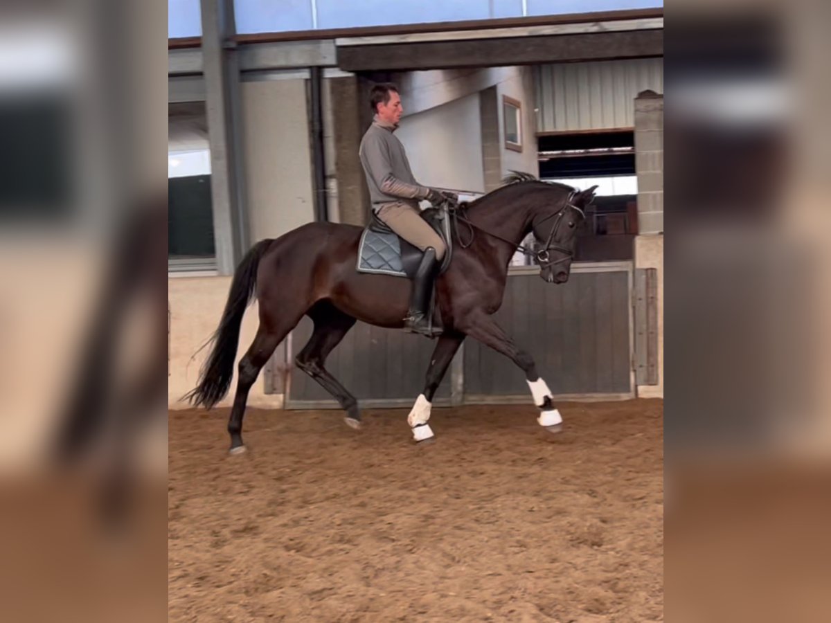 KWPN Stute 6 Jahre 172 cm Rappe in Bredene