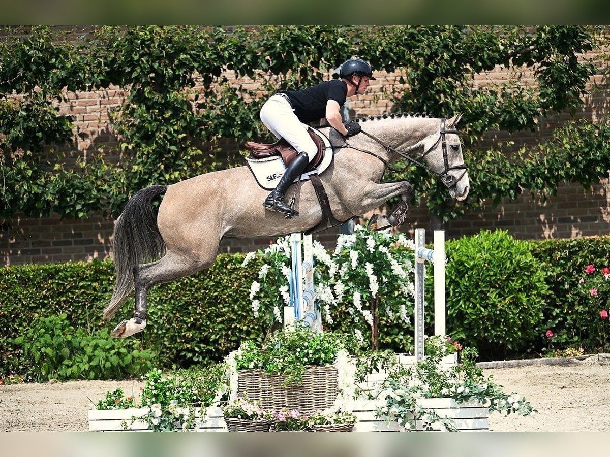 KWPN Stute 6 Jahre 172 cm Schimmel in Bladel