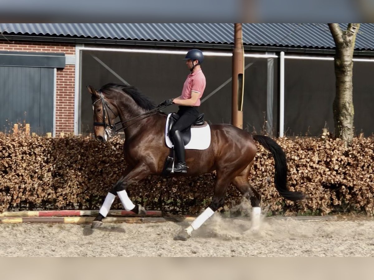 KWPN Stute 6 Jahre 176 cm Dunkelbrauner in Neeritter
