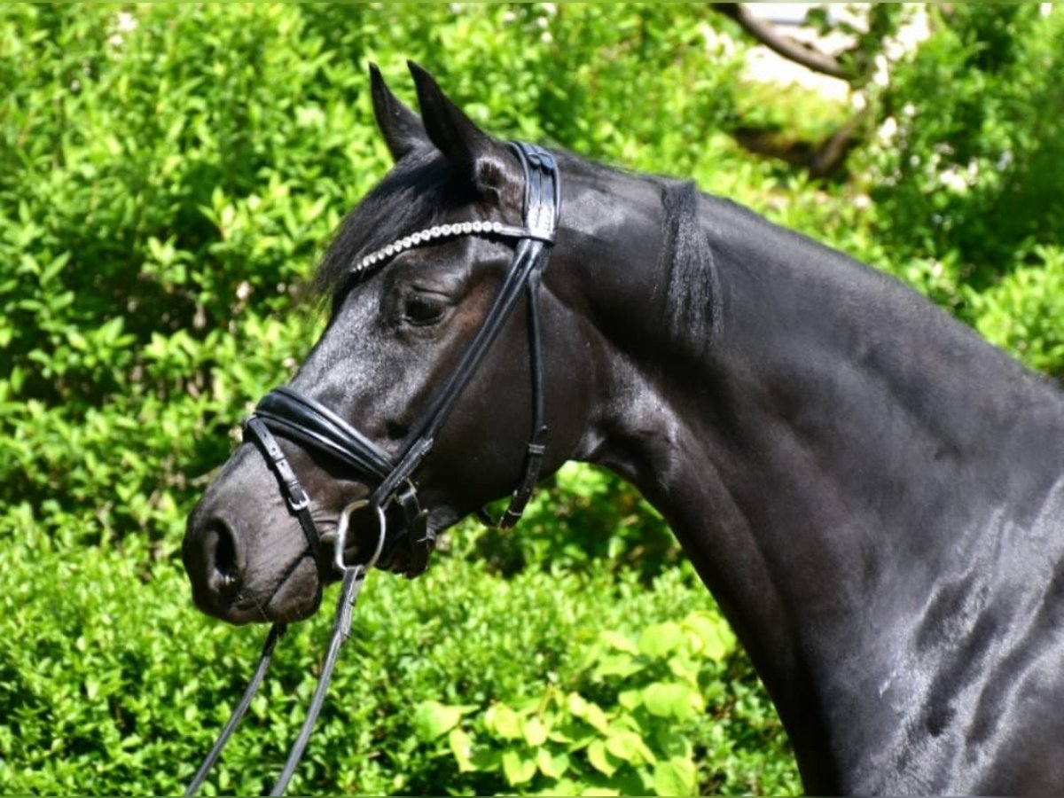 KWPN Stute 7 Jahre 162 cm Rappe in Neuss