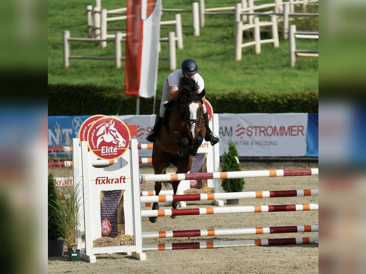 KWPN Stute 7 Jahre 163 cm Brauner in GRAZ