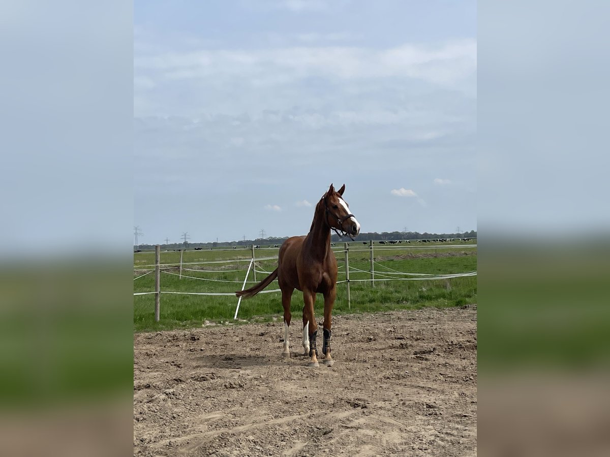 KWPN Stute 7 Jahre 163 cm Fuchs in Brinkum
