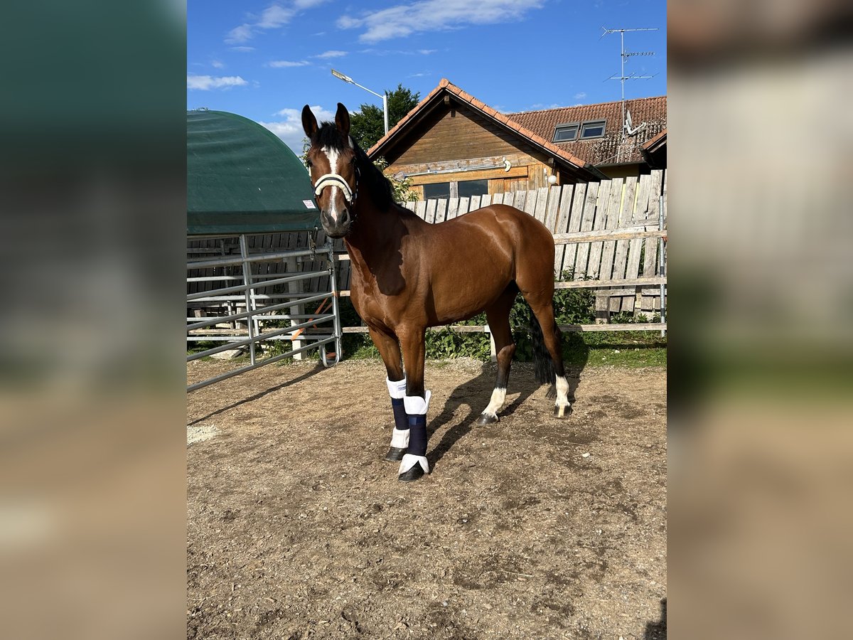 KWPN Stute 7 Jahre 165 cm Brauner in Adelschlag