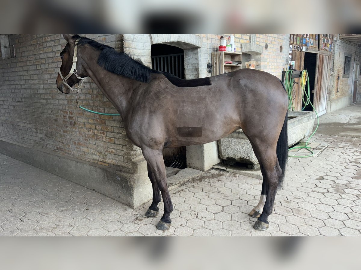 KWPN Stute 7 Jahre 165 cm Dunkelbrauner in Diemerswil