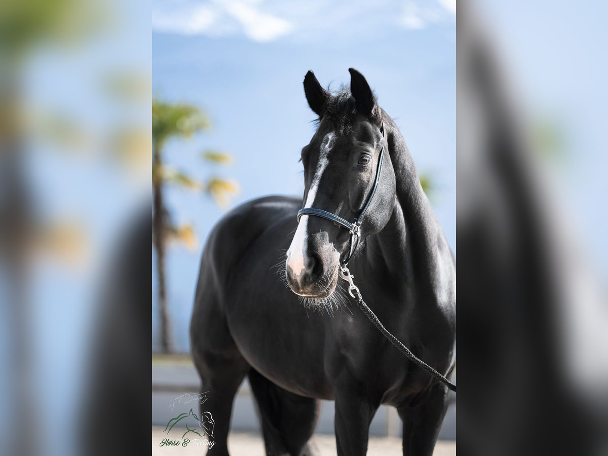 KWPN Stute 7 Jahre 165 cm Rappe in Grenoble