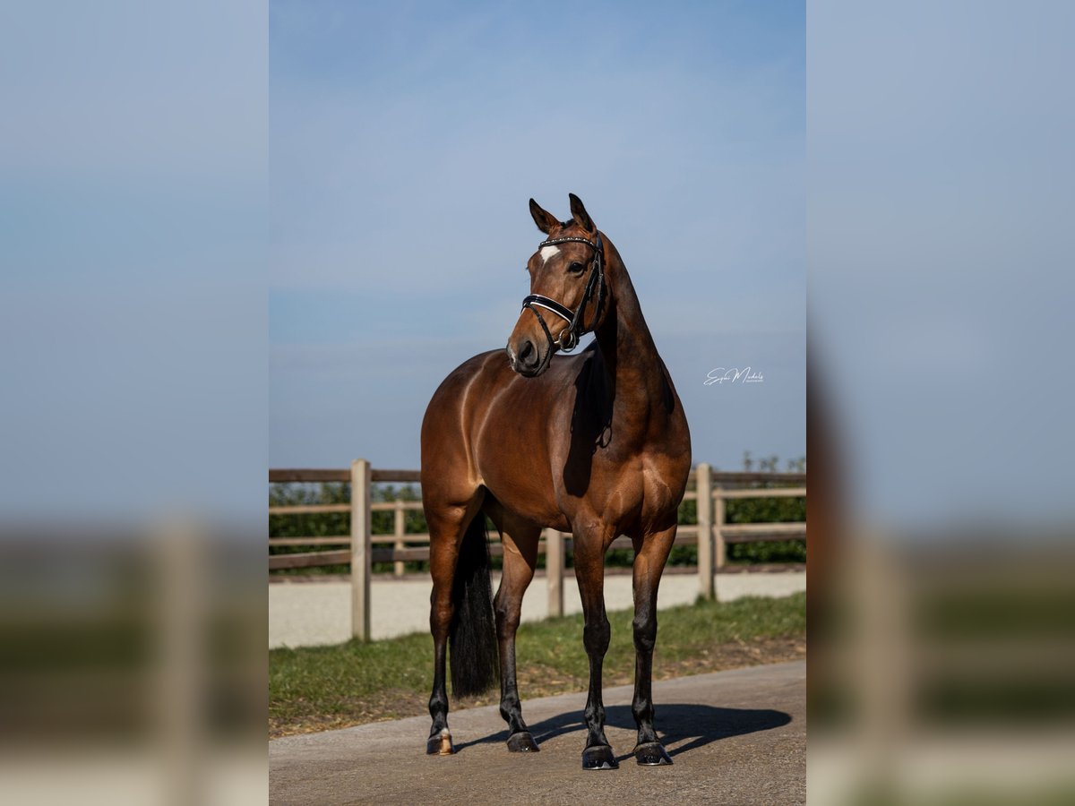 KWPN Stute 7 Jahre 166 cm Brauner in Scheperijen 1 Donderen