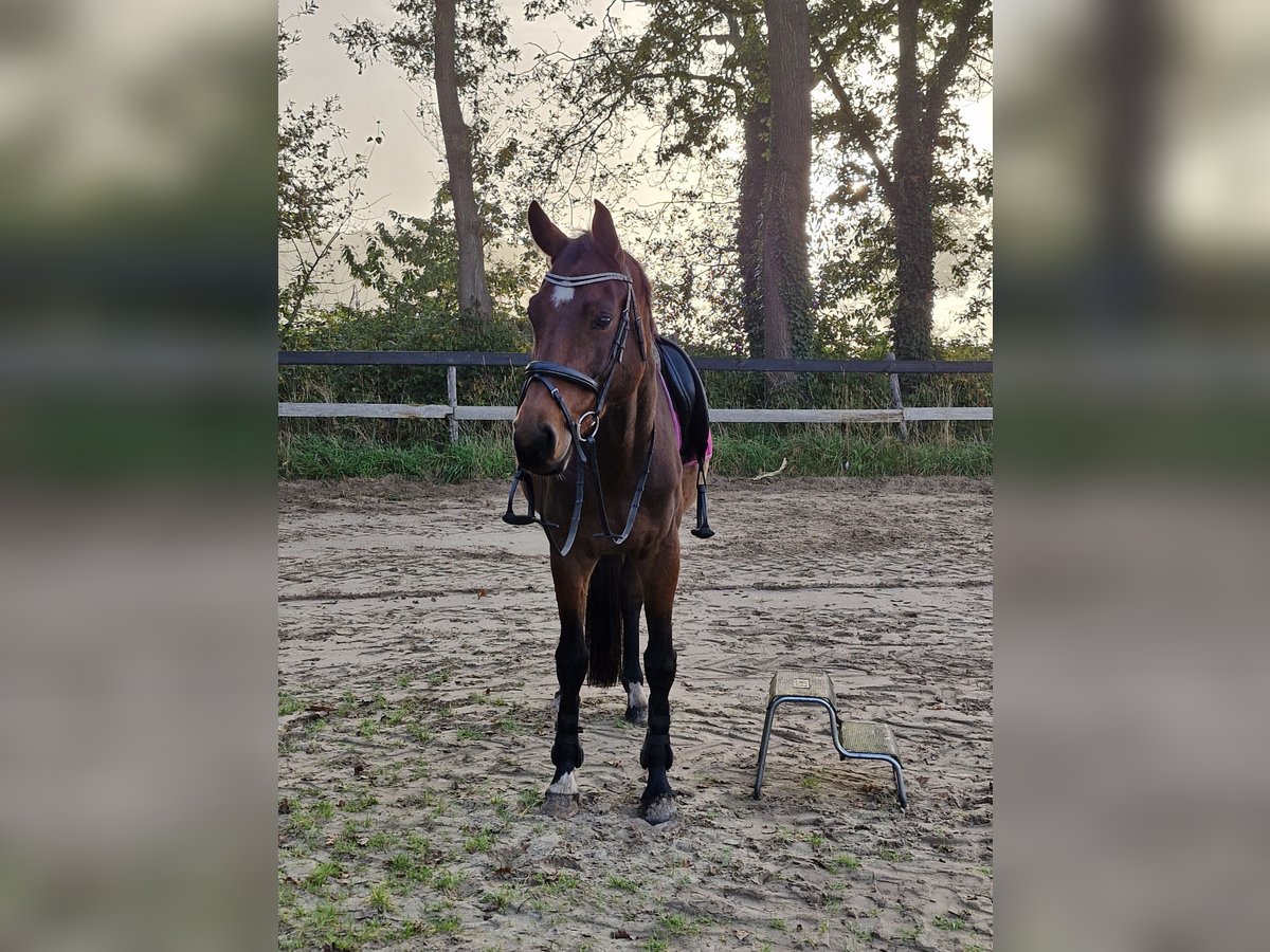 KWPN Stute 7 Jahre 167 cm Brauner in Oldenzaal