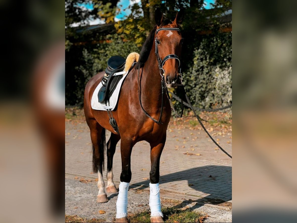 KWPN Stute 7 Jahre 167 cm Brauner in Edewecht
