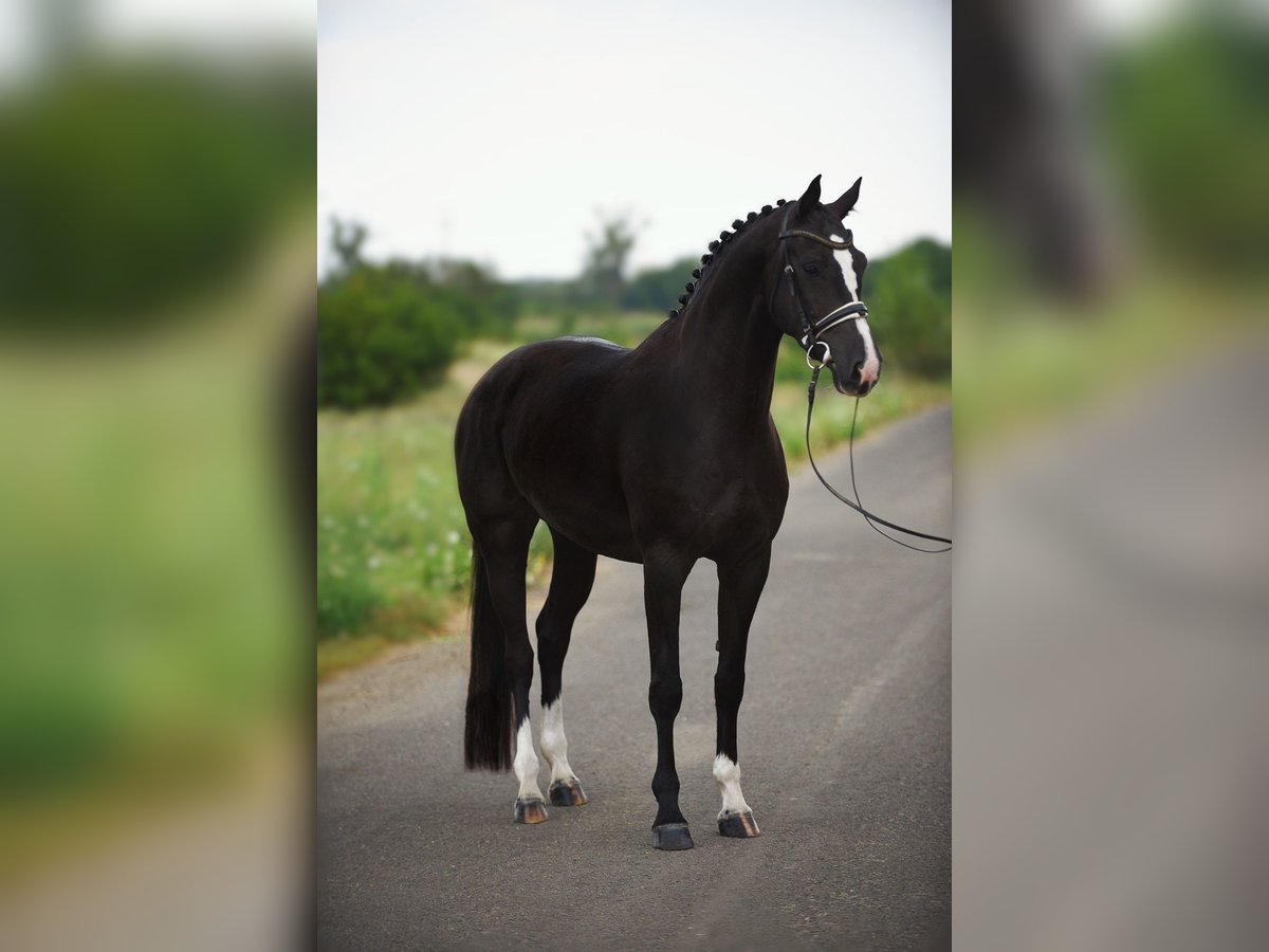 KWPN Stute 7 Jahre 167 cm Rappe in Tremsdorf