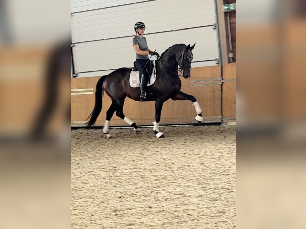 KWPN Stute 7 Jahre 168 cm in Xanten