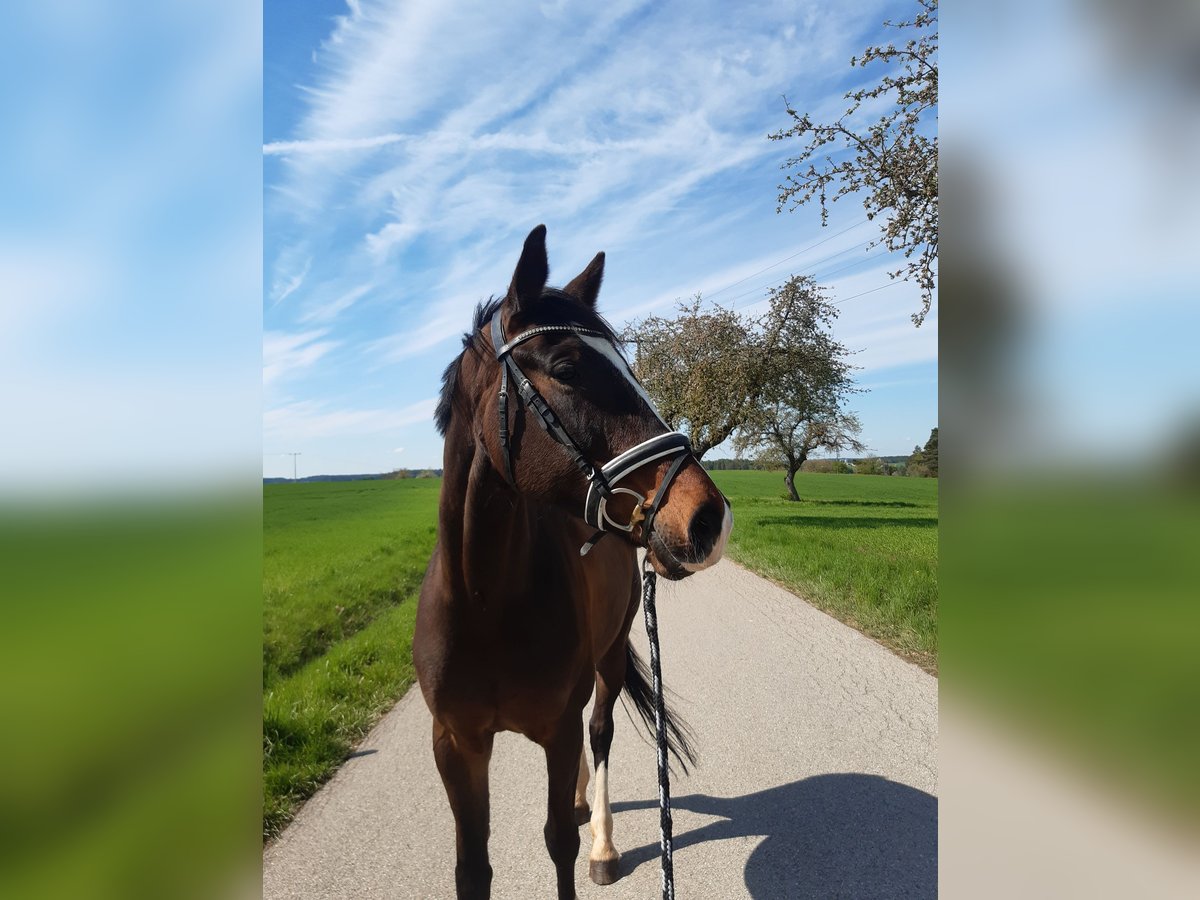 KWPN Stute 7 Jahre 169 cm Brauner in Wieseth