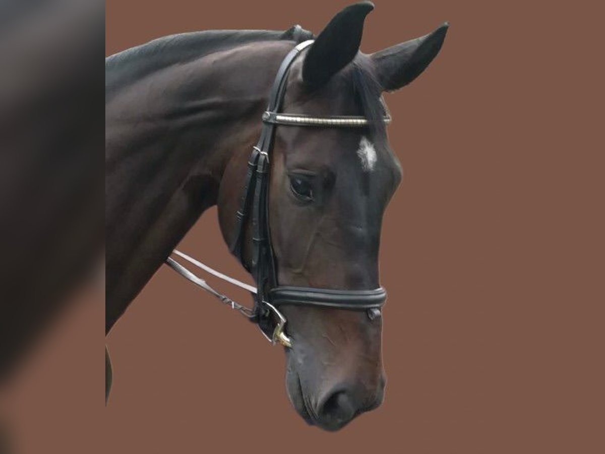 KWPN Stute 7 Jahre 169 cm Rappe in Leverkusen