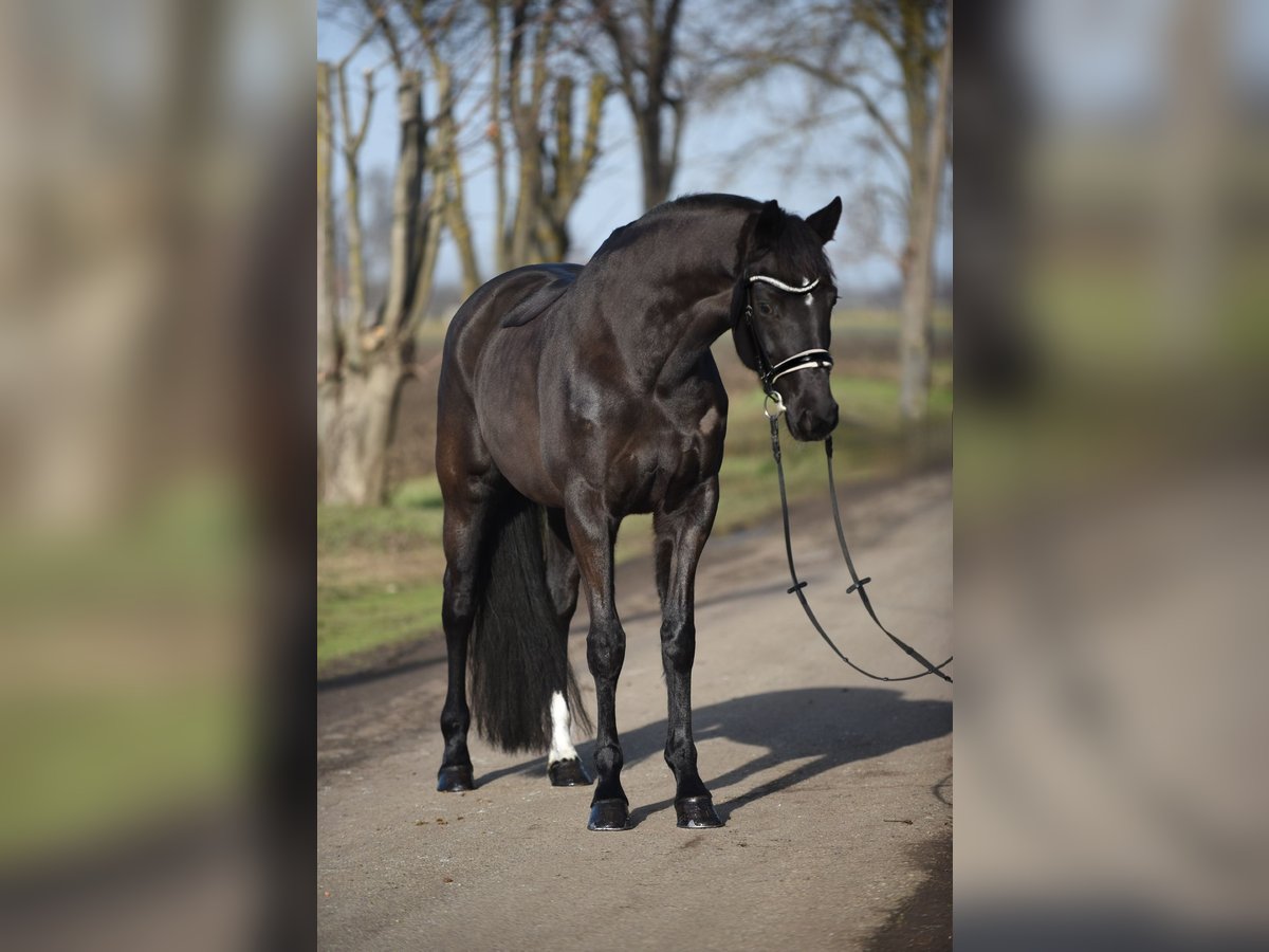 KWPN Stute 7 Jahre 169 cm Rappe in Szarvas