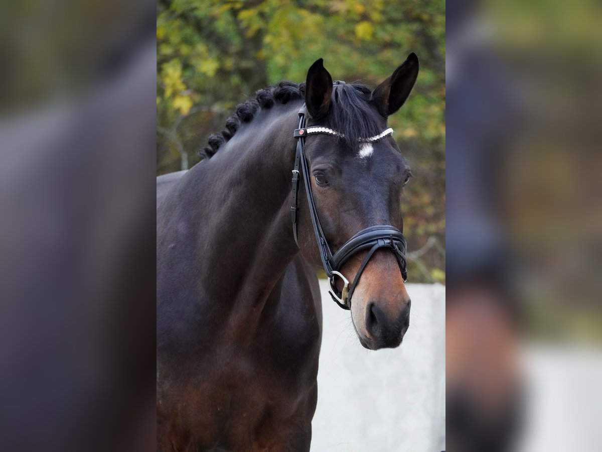 KWPN Stute 7 Jahre 170 cm Brauner in Nettersheim