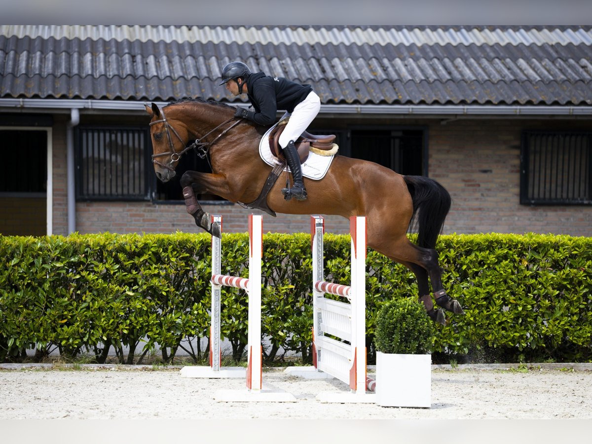 KWPN Stute 7 Jahre 170 cm Brauner in Waddinxveen