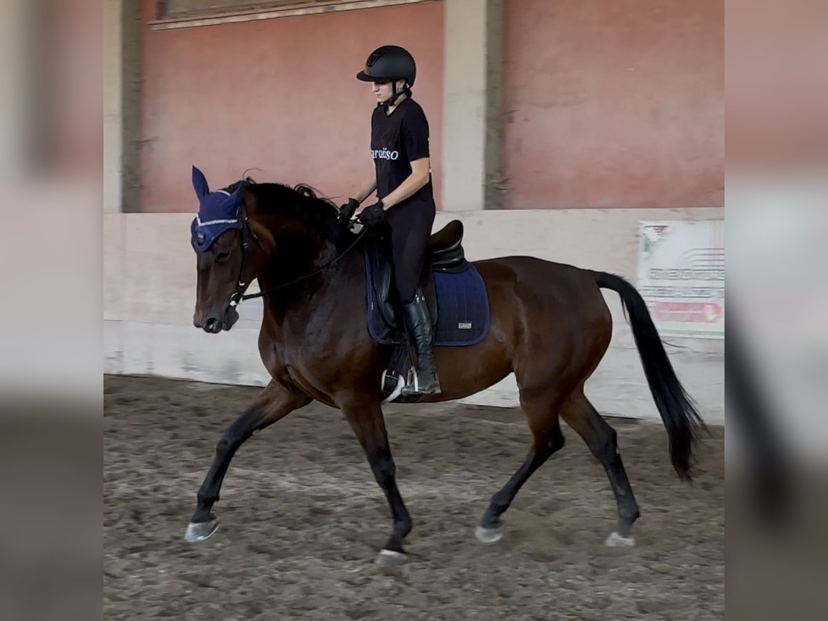 KWPN Stute 7 Jahre 170 cm Dunkelbrauner in Modena