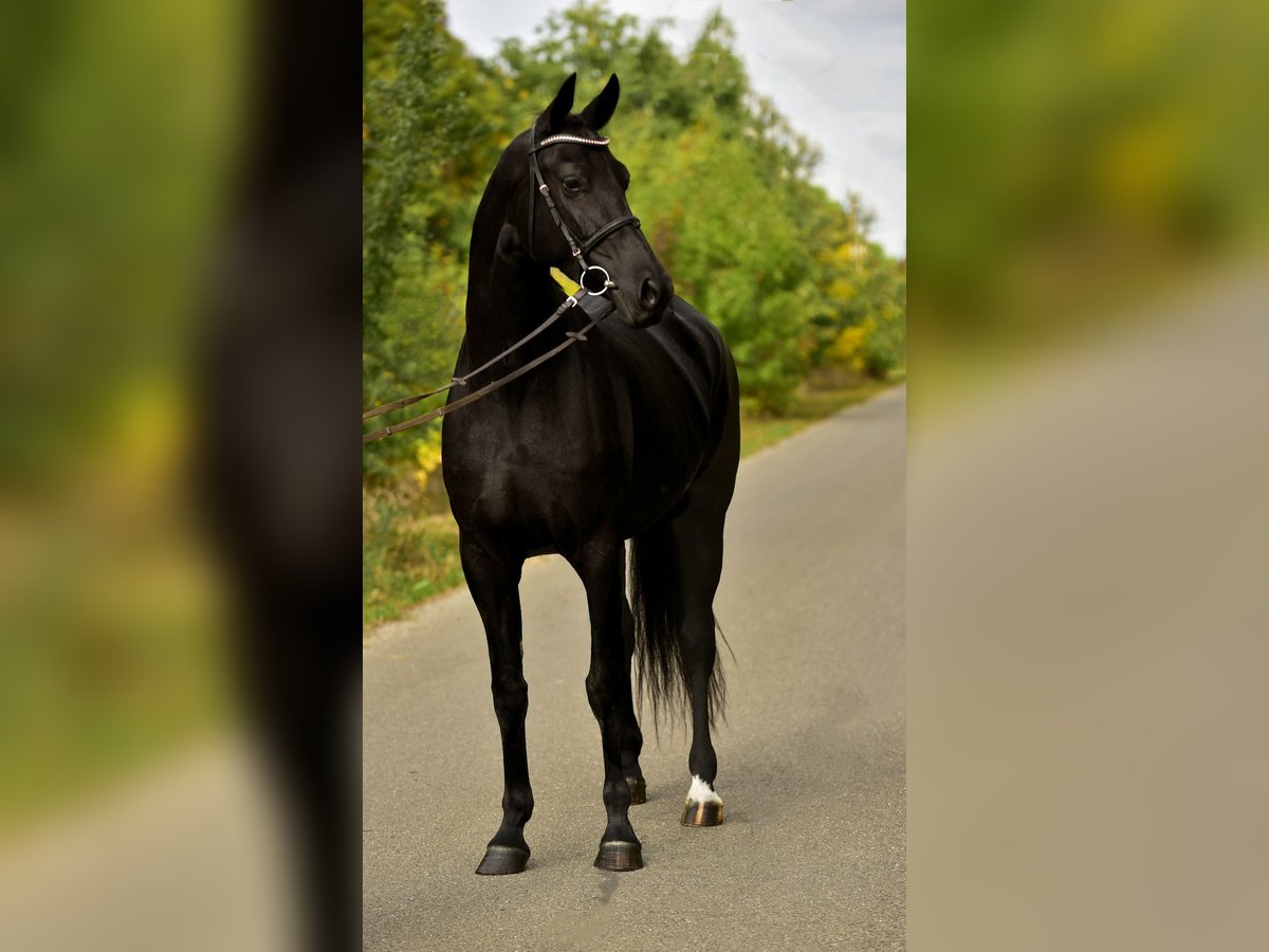 KWPN Stute 7 Jahre 170 cm Rappe in Csabacs&#x171;d