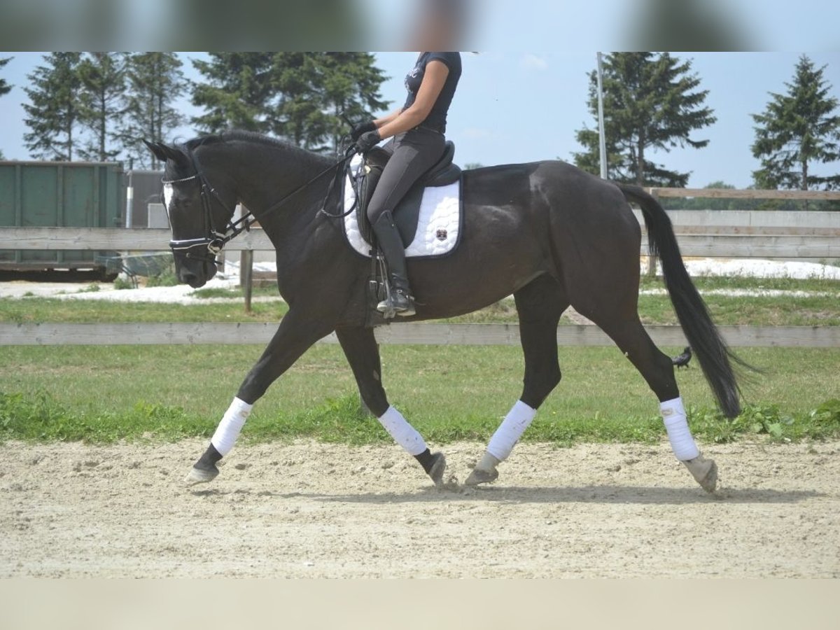 KWPN Stute 7 Jahre 170 cm Rappe in Loenhout
