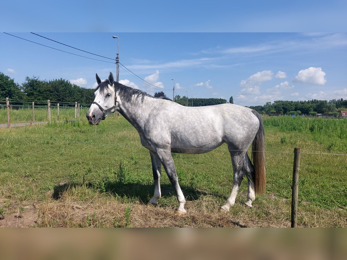 KWPN Stute 7 Jahre 172 cm Schimmel in Dikkelvenne