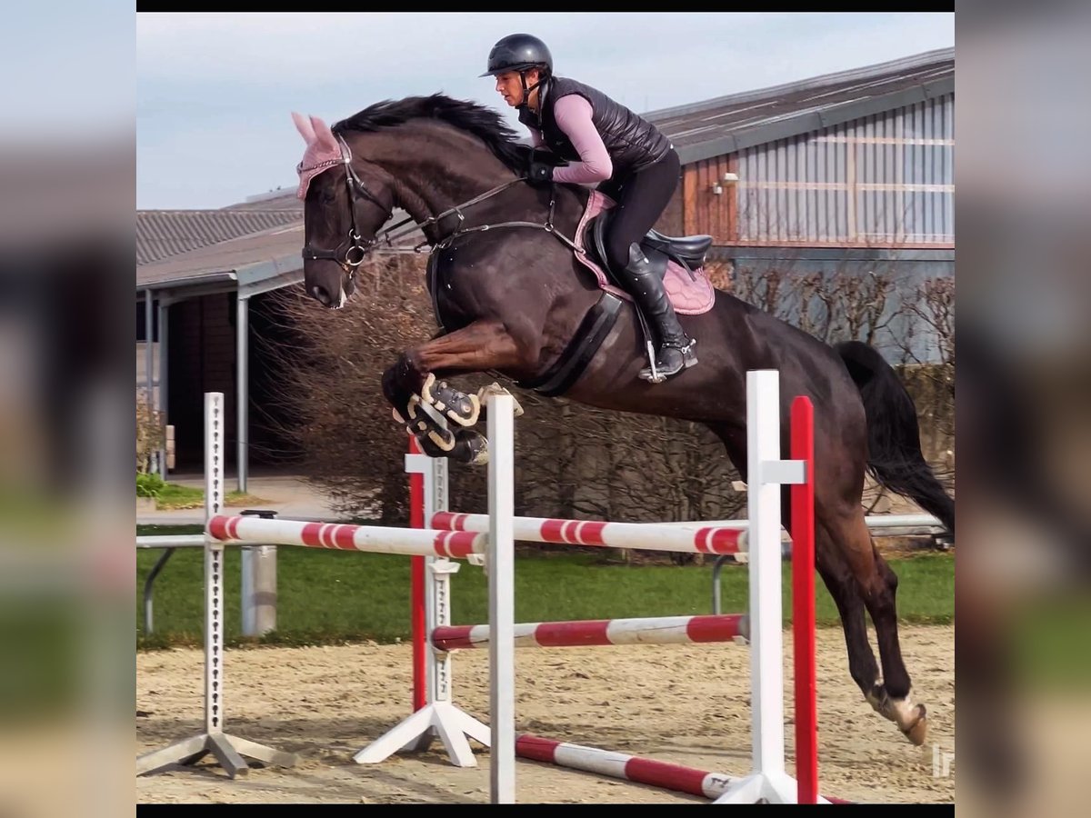 KWPN Stute 7 Jahre 180 cm Schwarzbrauner in Dormagen