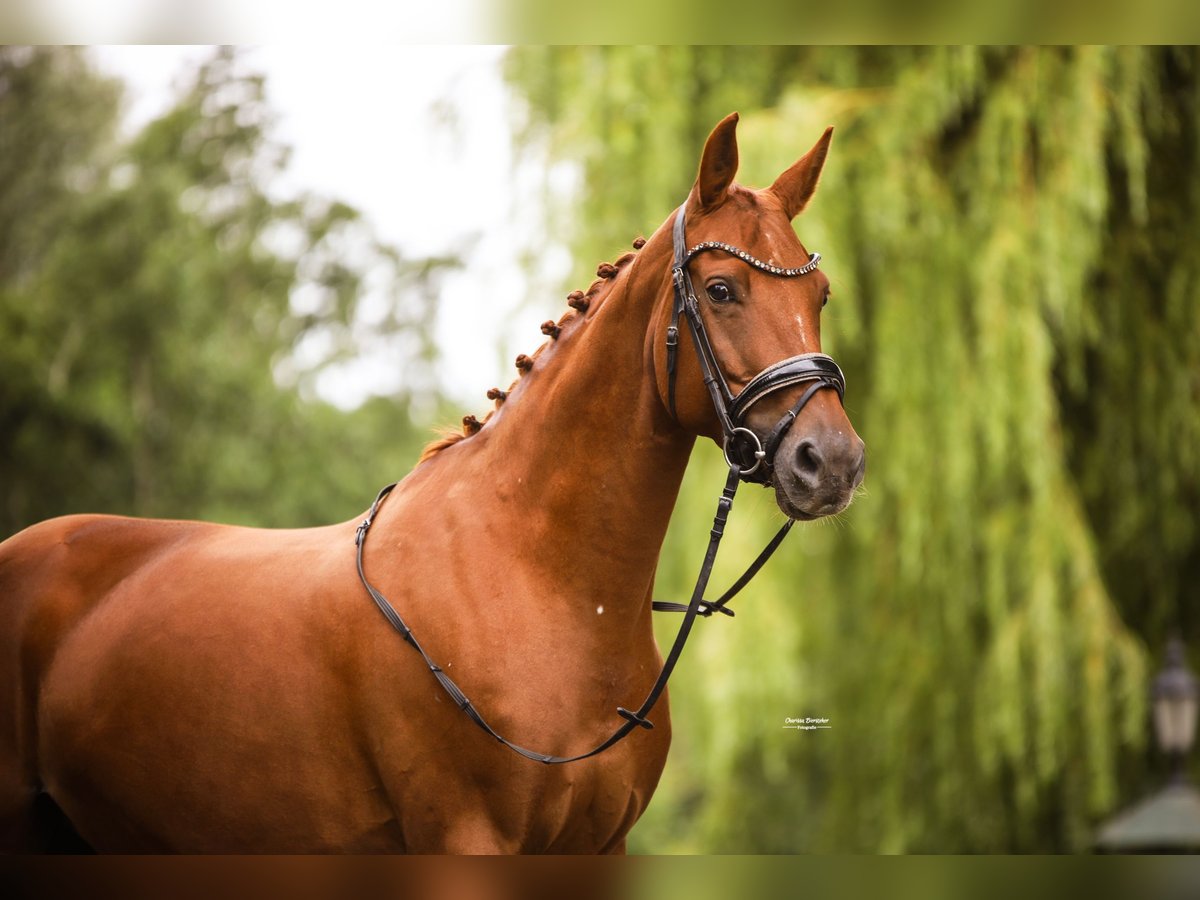 KWPN Stute 8 Jahre 162 cm Fuchs in Heemskerk