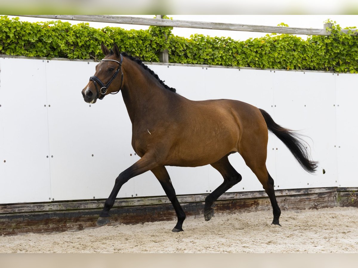 KWPN Stute 8 Jahre 163 cm Brauner in Waddinxveen