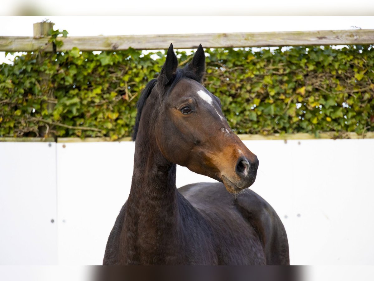 KWPN Stute 8 Jahre 164 cm Brauner in Waddinxveen