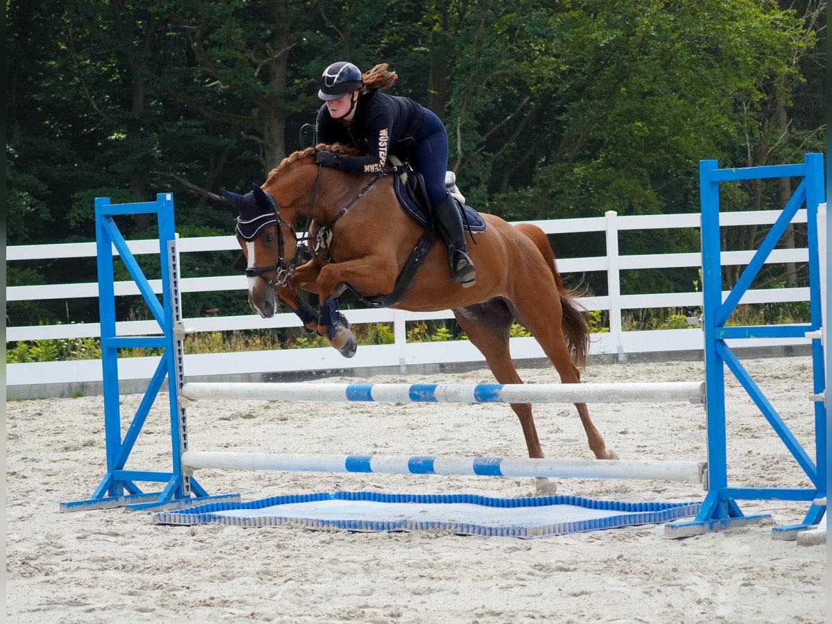 KWPN Stute 8 Jahre 165 cm Fuchs in Nettersheim