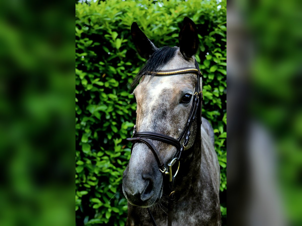 KWPN Stute 8 Jahre 166 cm Schimmel in Meppen