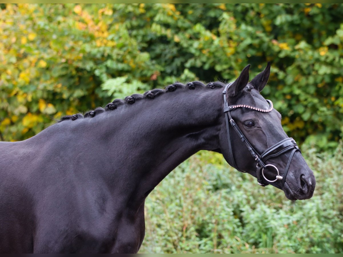 KWPN Stute 8 Jahre 167 cm Rappe in Lienen