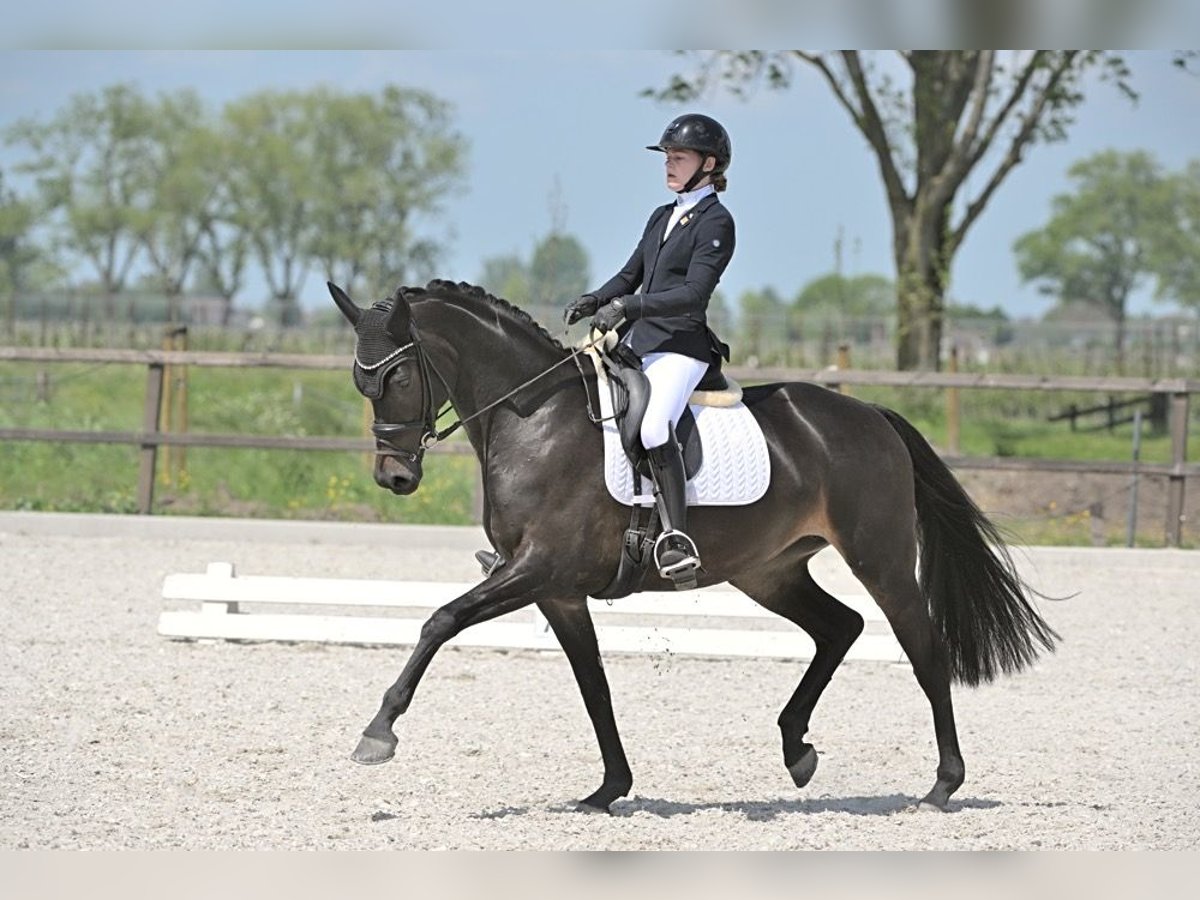 KWPN Stute 8 Jahre 167 cm Schwarzbrauner in Bleiswijk