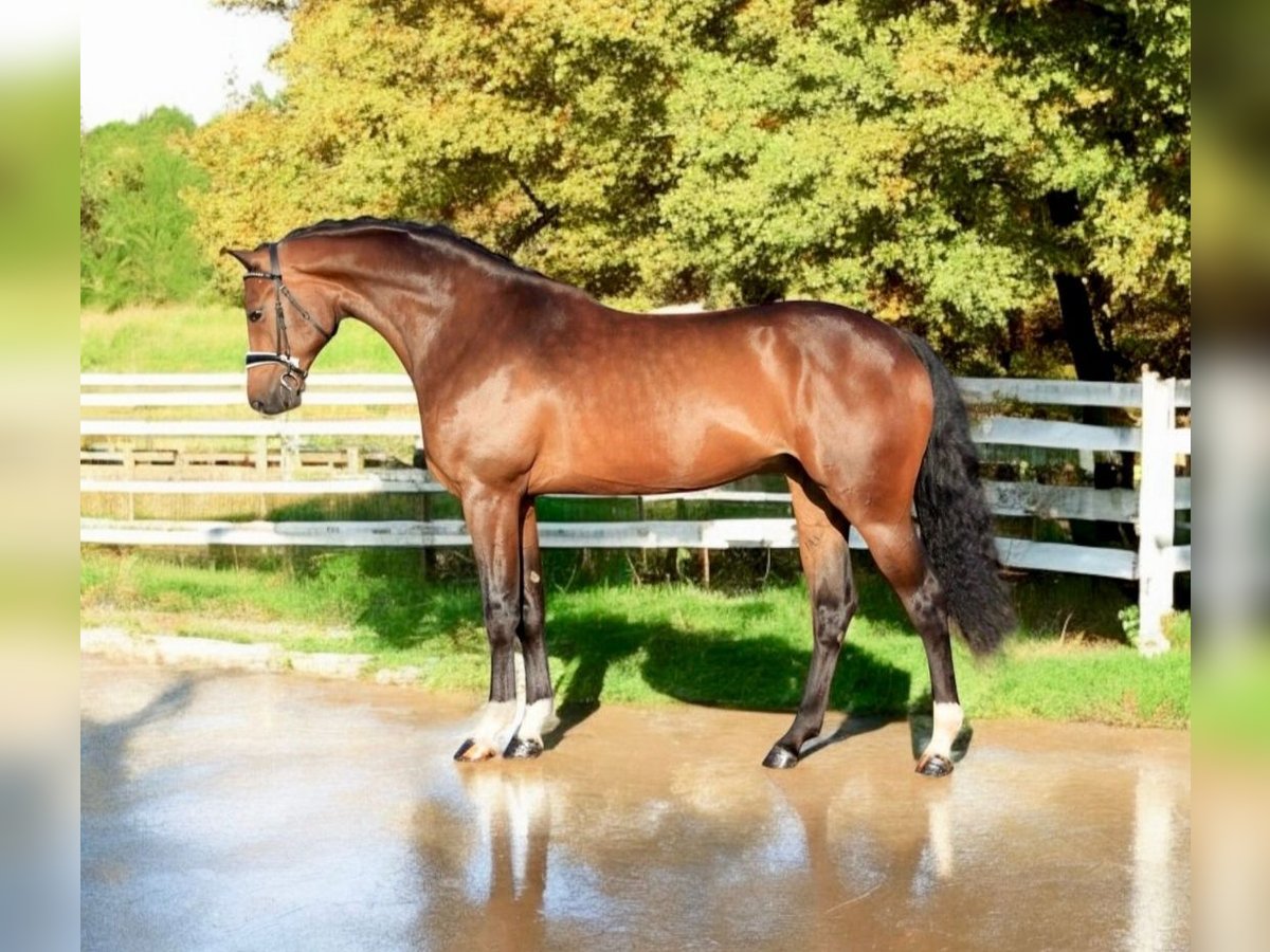 KWPN Stute 8 Jahre 169 cm in Medzilaborce