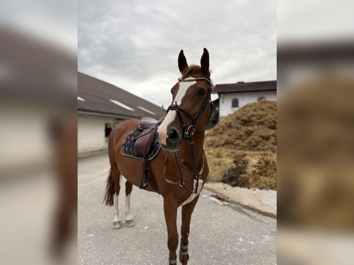 KWPN Stute 8 Jahre 170 cm Fuchs in Eisenpalmsdorf