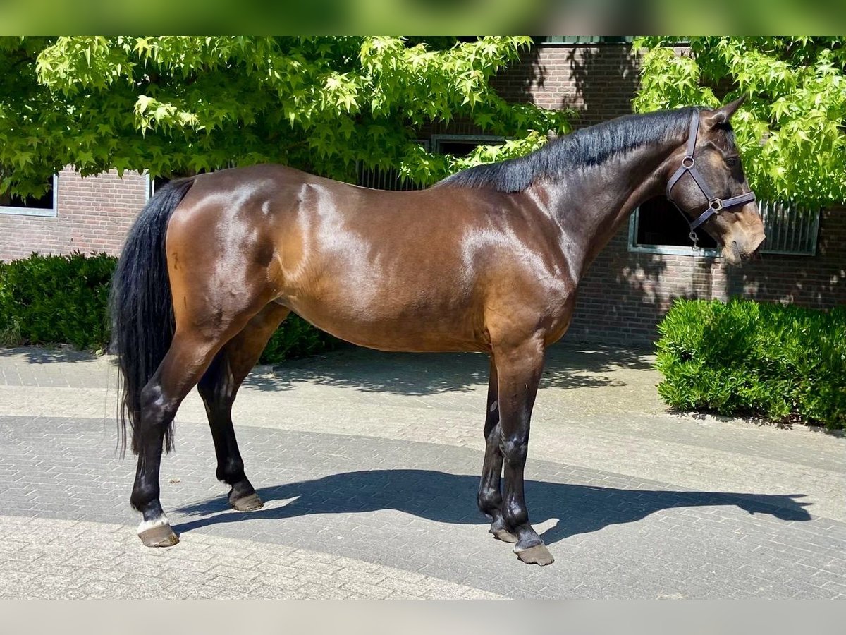 KWPN Stute 8 Jahre 172 cm Rotbrauner in Bladel