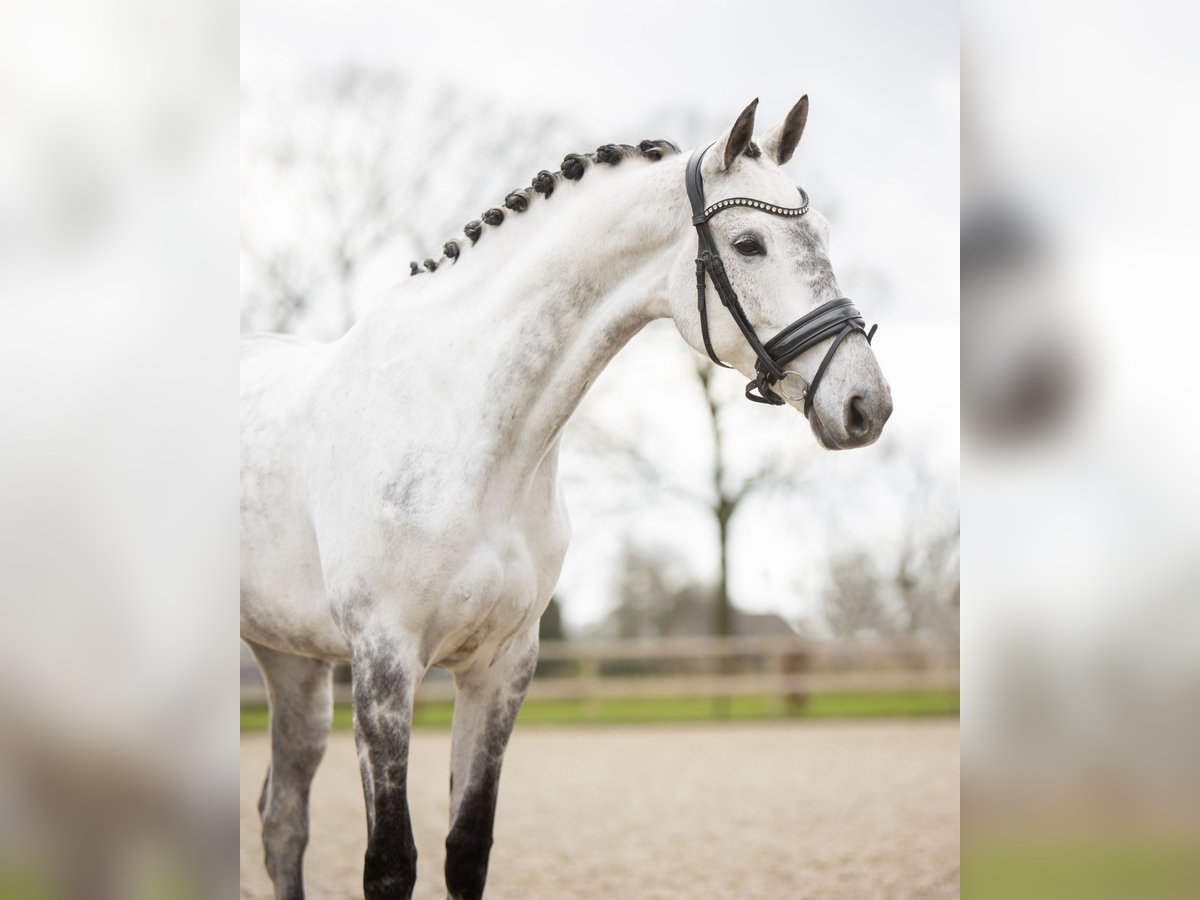 KWPN Stute 8 Jahre 173 cm Schimmel in Veghel