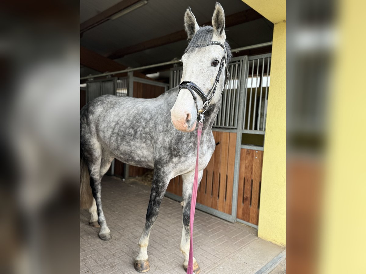 KWPN Stute 8 Jahre 174 cm Schimmel in Coswig