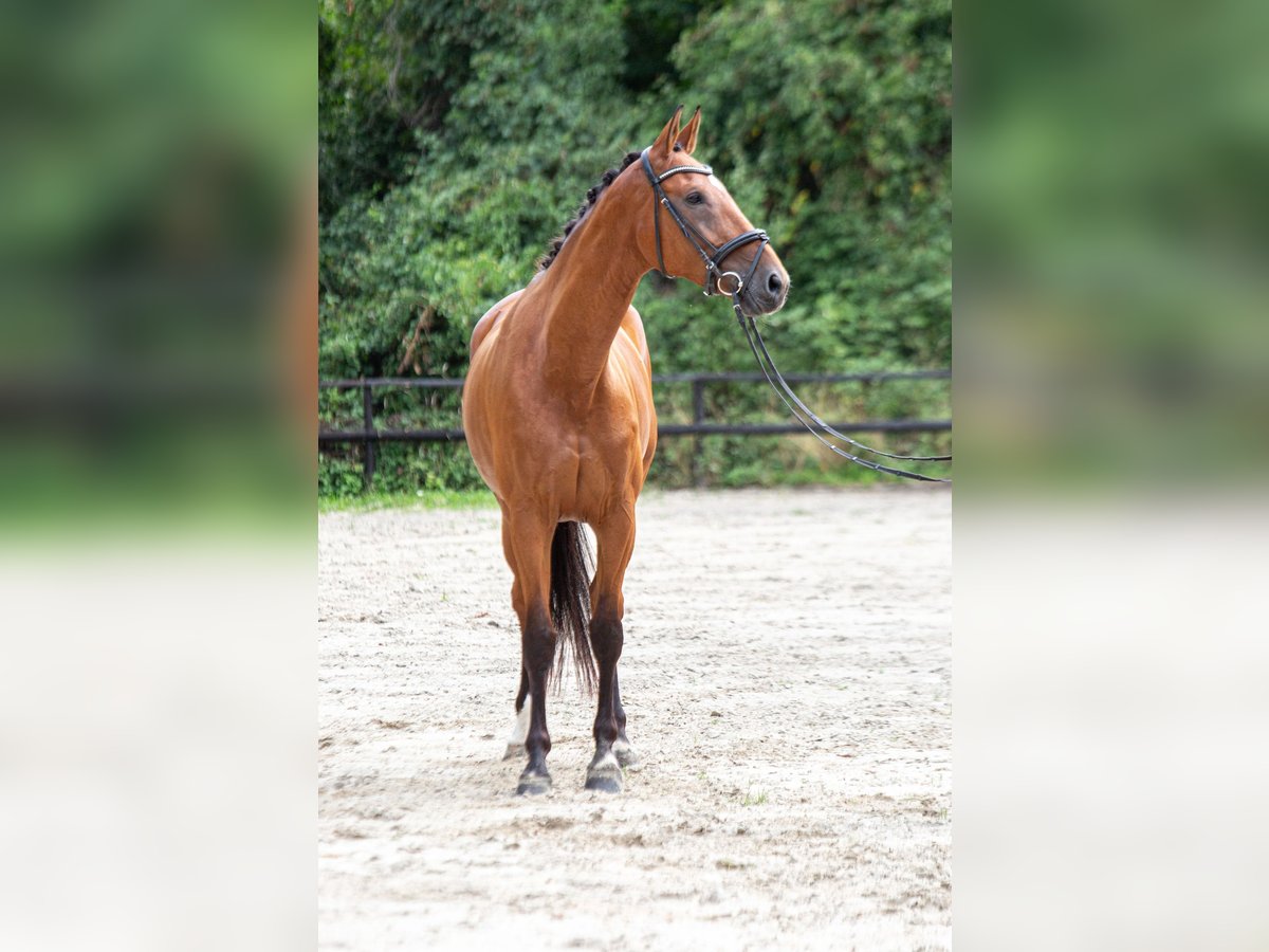 KWPN Stute 8 Jahre 175 cm Brauner in K&#xF6;nigswinter