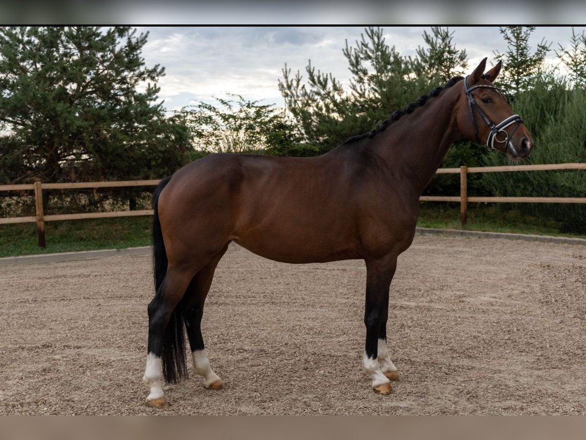 KWPN Stute 8 Jahre 176 cm Schwarzbrauner in Gunzenhausen