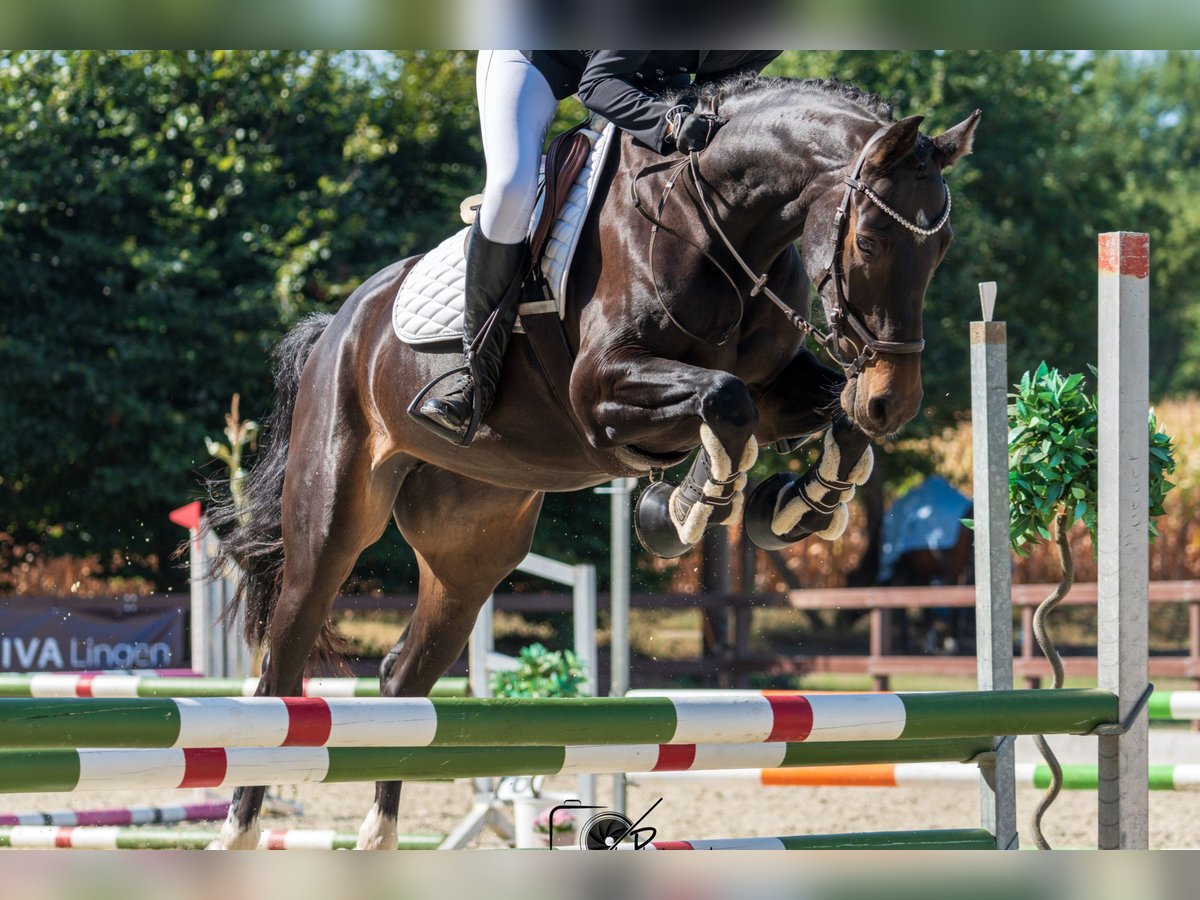 KWPN Stute 9 Jahre 160 cm Schwarzbrauner in Wilsum