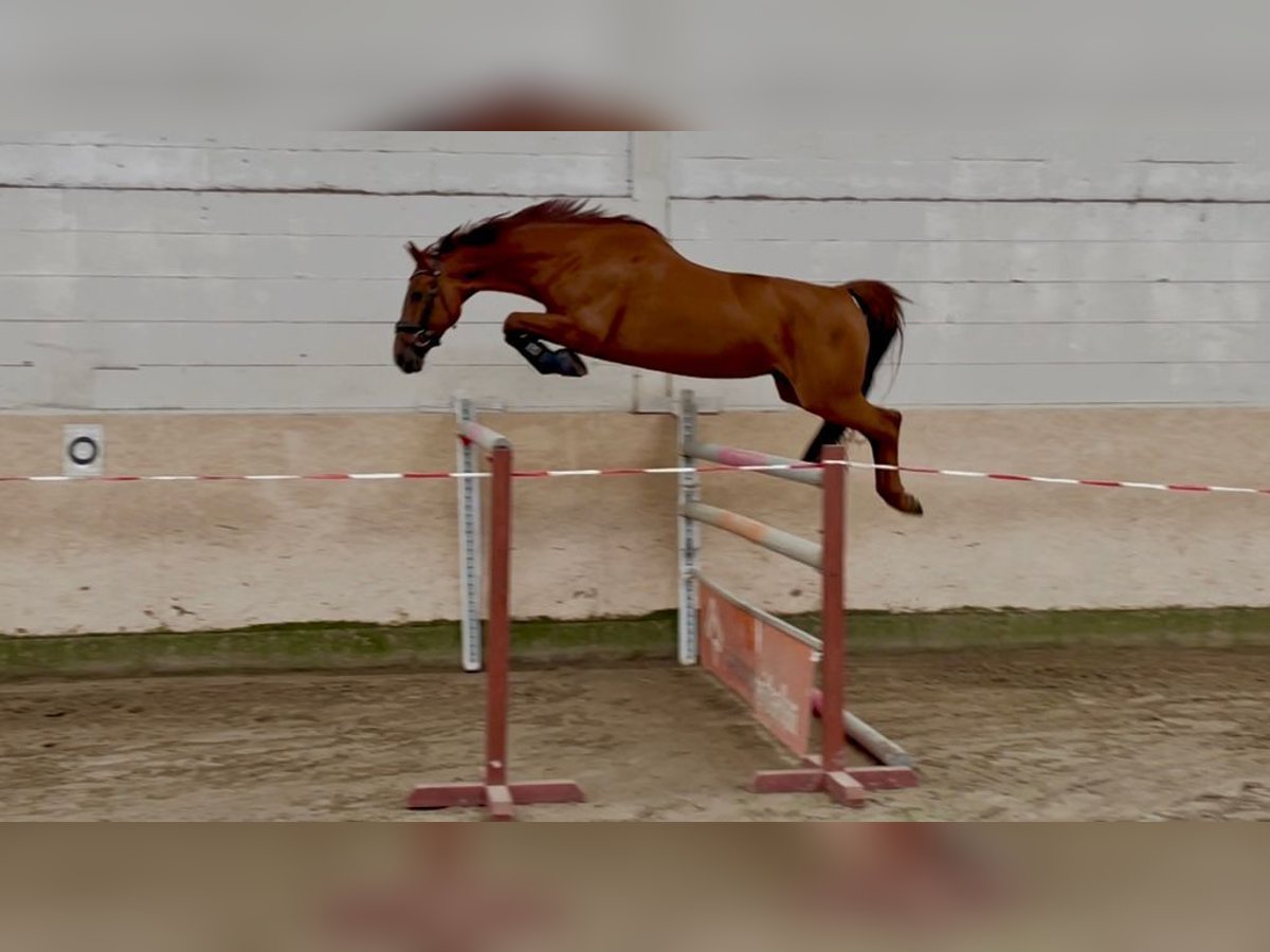 KWPN Stute 9 Jahre 164 cm Fuchs in Gro&#xDF; Ippener