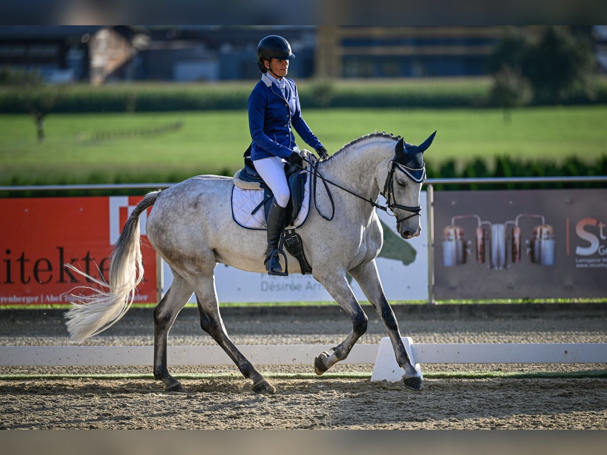 KWPN Stute 9 Jahre 164 cm Schimmel in Root